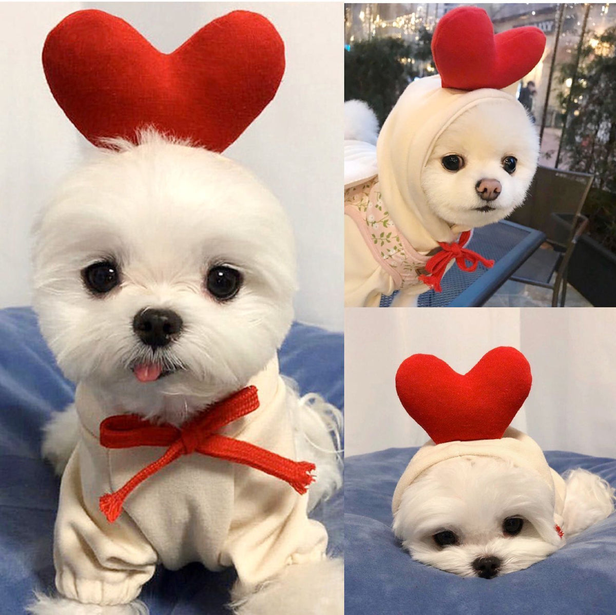 Cute Fruit Hoodie for Small Dogs – Warm Winter Fleece Pet Coat for Puppies & Cats